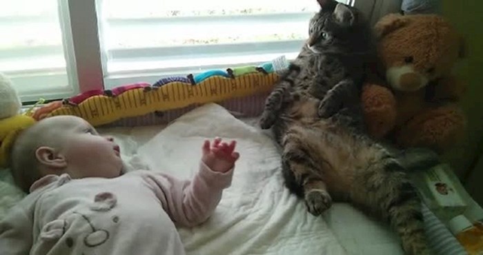 VIDEO Zbunjena mačka ni sama nije znala što bi s bebom, kraj će vas nasmijati do suza