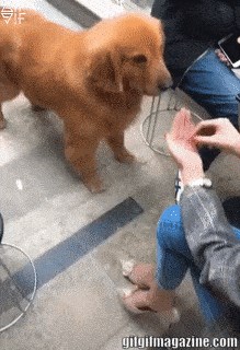 Pas se naljutio na vlasnicu, prestao joj je vjerovati nakon što mu je 3 puta prodala istu foru