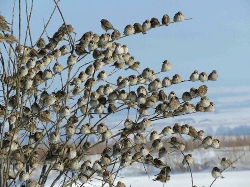 Priznajte da na prvi pogled niste mislili da su ove ptice.