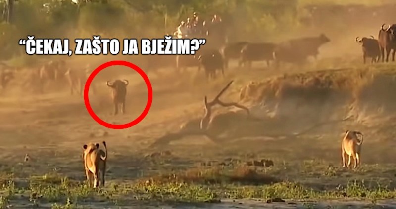 VIDEO Kad lovac postane žrtva: Pogledajte neke od najluđih okršaja u životinjskom svijetu