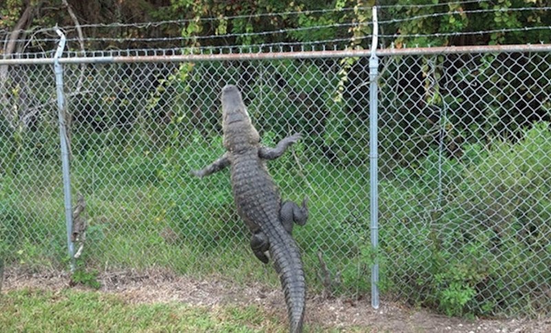 Vrijeme je da naprave višu ogradu.