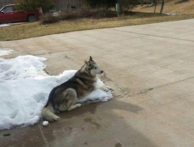 "Susjed nam je prigovarao kako je prehladno da naš pas cijeli dan bude vani na hladnome. Poslali smo mu ovu fotku."