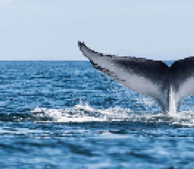 Plavi kit, preostalo: između 10 000 i 25 000