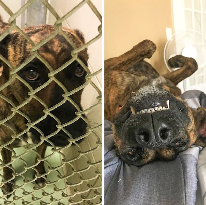 "Lijevo je fotka našeg Kode dan prije nego što smo ga udomili, a desno fotka nekoliko mjeseci nakon što se uselio u naš dom."