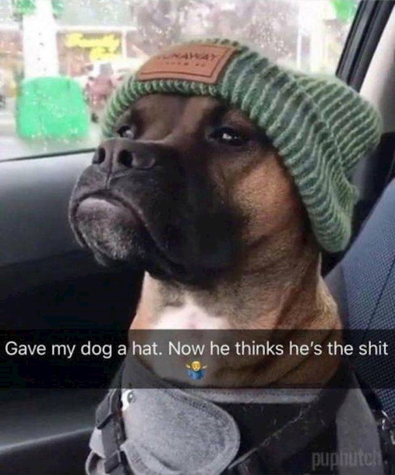 Ovaj pas je bio sav ponosan kad je od vlasnika dobio kapu.