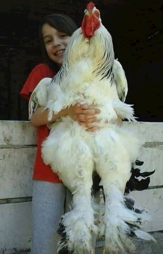 Ogromna Brahma kokoš izgleda kao da nosi hlače...