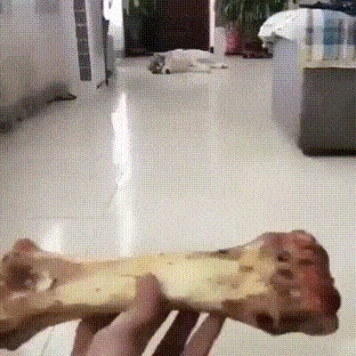 Vlasnica je psu donijela kost pa snimila kako je na sasvim neprimijetan način došao do svoje poslastice