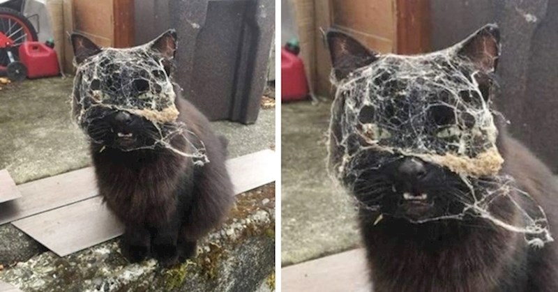 10 smiješnih ljubimaca kojima je život zanimljivi nego likovima u akcijskim filmovima