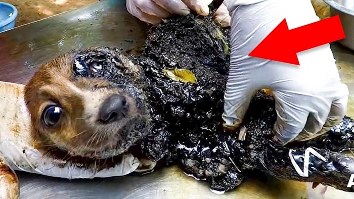 VIDEO Nadahnjujući slučajevi spašavanja životinja koje su već bile odustale od života