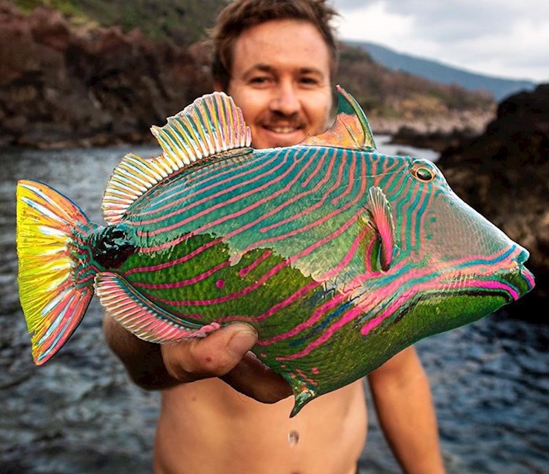 Ova riba izgleda kao pravo umjetničko djelo.