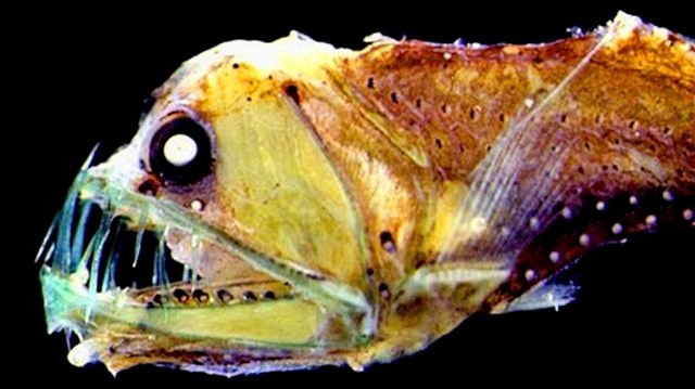 Nije pametno igrati se s ribama iz velikih dubina. Primjerice, ova riba se zove iglozub i ima tolike zube da od njih ne može zatvoriti usta.