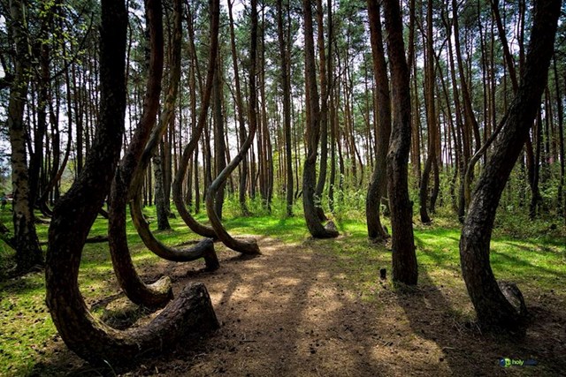 Savijena šuma u Poljskoj
