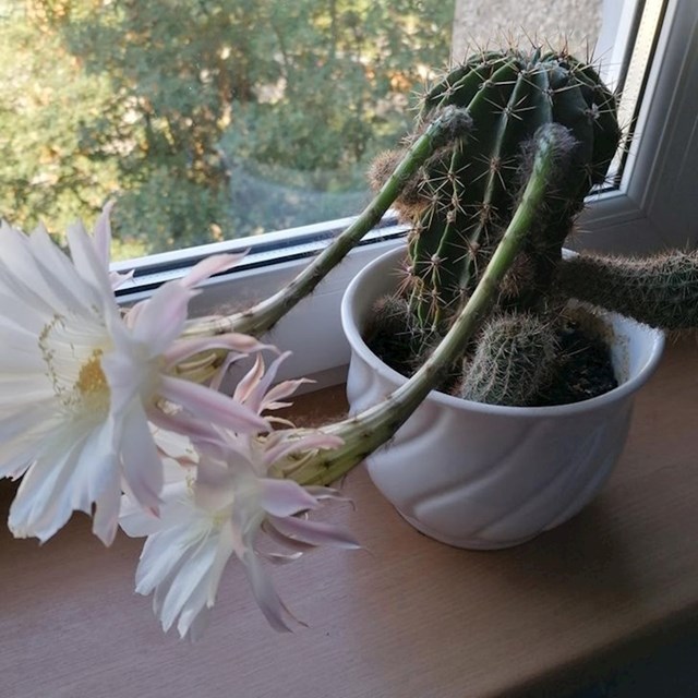 "Ovaj kaktus izgleda kao da mi poklanja cvijeće."