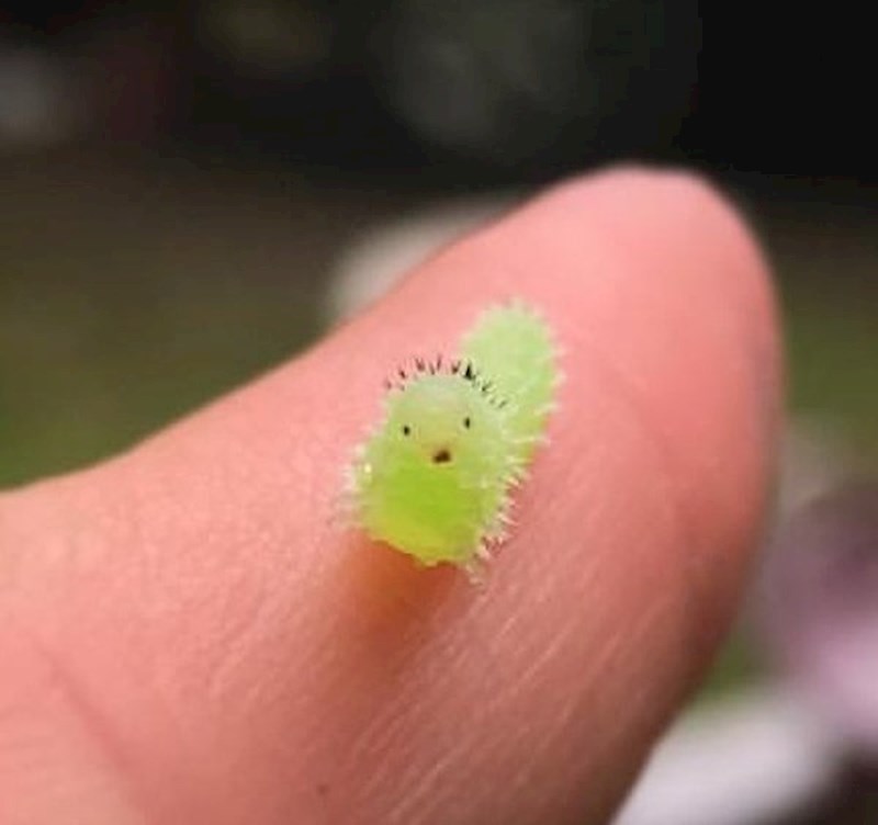 Začuđena gusjenica