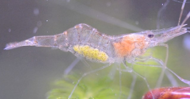 Palaemonetes paludosus ("ghost shrimp")