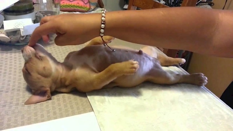 Ova obitelj nije požalila što je nabavila psića, na stolu im je priredio najslađu scenu ikad