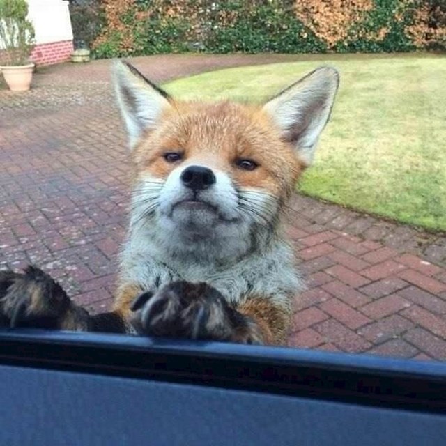 ova lisica nije zadovoljna jer niste nasmijani.