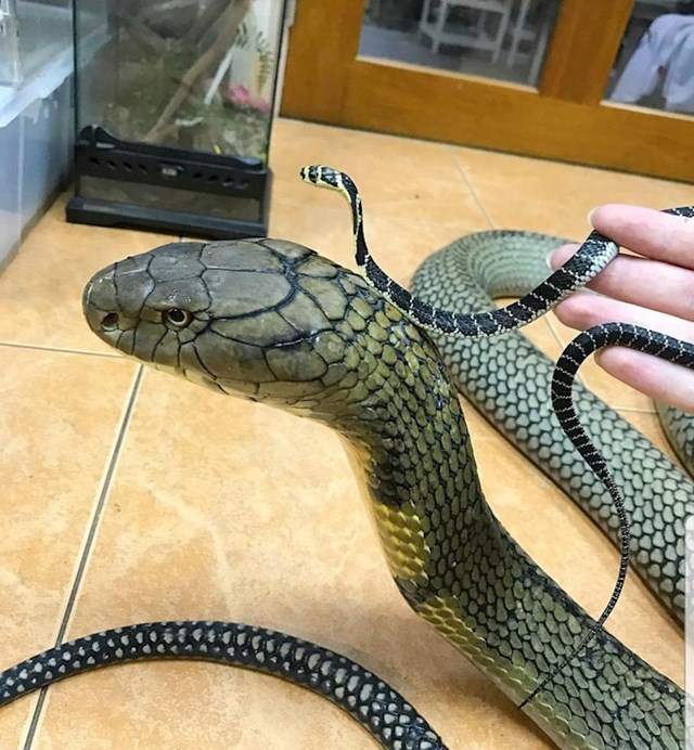 17-godišnja tajlandska kraljevska kobra i baby kobra stara 3 tjedna