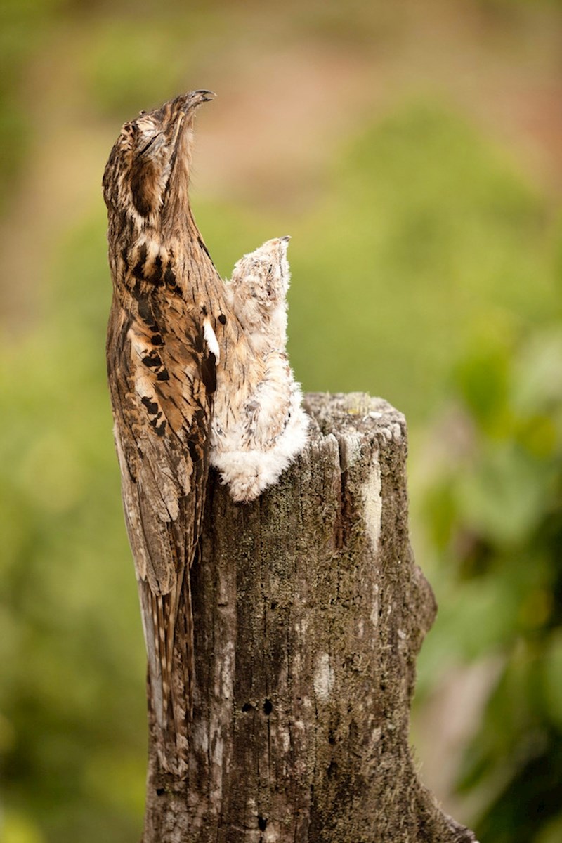 "Zapamti dijete, izgledaš kao drvo i za neke si nevidljiv."