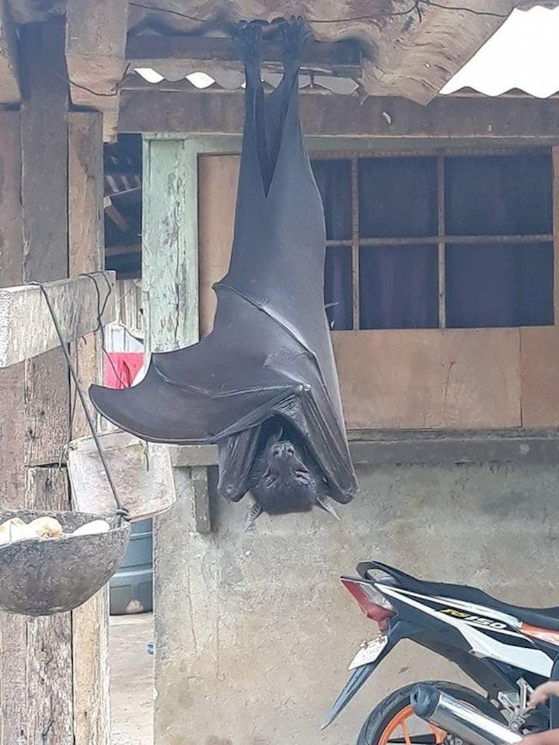 Batman spava u dvorištu? Ne, ovo je samo veliki letipas koji je htio malo odmoriti oči... :)