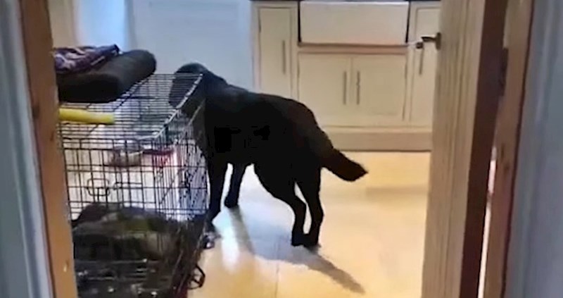 VIDEO Ovaj pas uvijek radi istu stvar kad se približava vratima, pogledajte što su vlasnici snimili