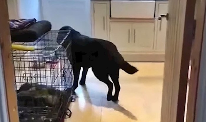VIDEO Ovaj pas uvijek radi istu stvar kad se približava vratima, pogledajte što su vlasnici snimili