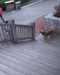 Pas se uspravio na dvije noge i pred kamerom svima pokazao svoj genijalni trik