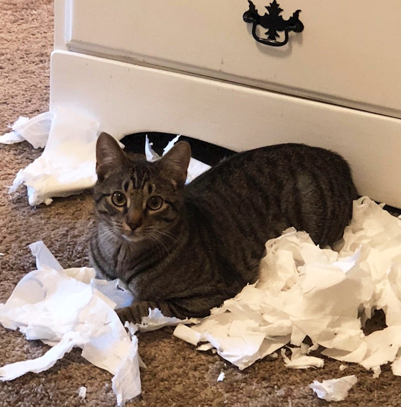 "Ovo je Goten, mačka zbog koje WC papir moramo skrivati u ormariću."