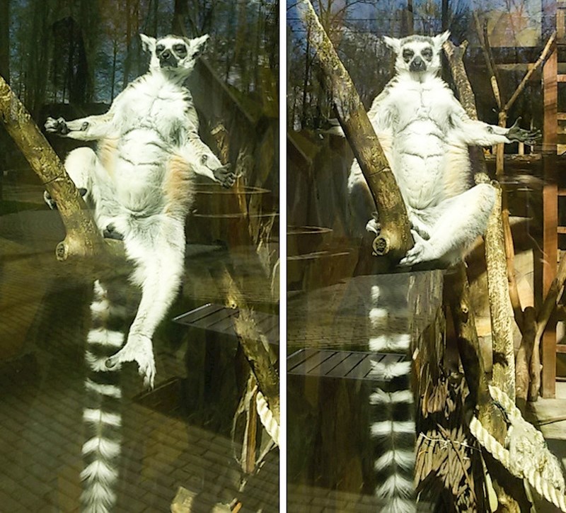 "U našem lokalnom zoološkom vrtu postoji lemur koji voli meditirati."