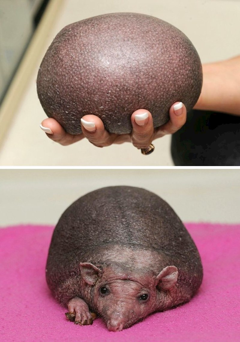 Da vam nismo pokazali donju sliku, vjerojatno ne biste znali što žena drži u ruci. Ovaj jež se zove Nelson i izgubio je sve svoje bodlje.