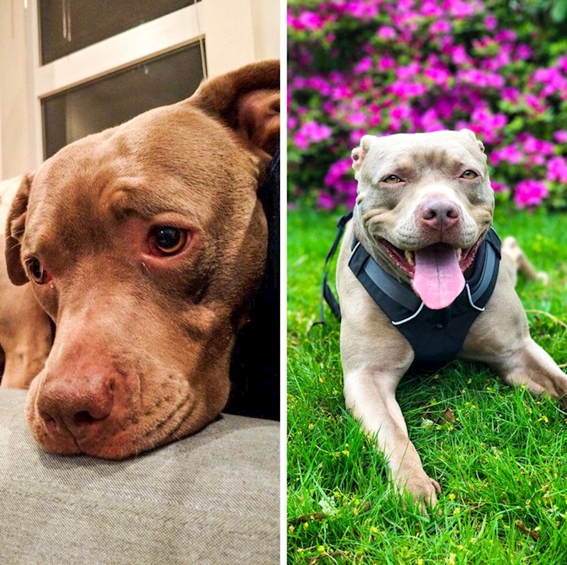 "Ovo je Roxy. Mi smo njeni peti vlasnici. Svi su je ostavljali jer nisu imali dovoljno vremena za nju. Ispočetka nam nije vjerovala, no onda je shvatila da je mi nećemo ostaviti."