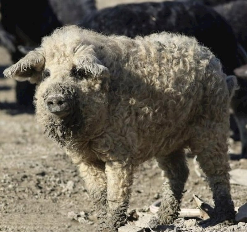 Ova svinja izgleda kao ovca.