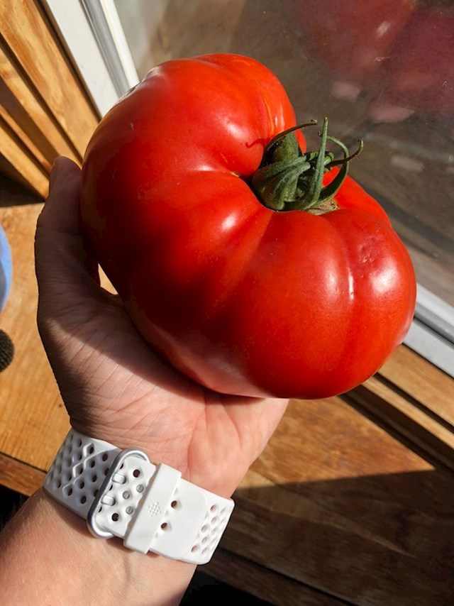"Naručili smo kilu rajčica, dobili smo jednu rajčicu od kile."