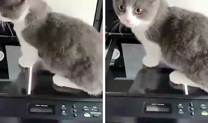 Netko je uključio kopirku dok je mačka sjedila na njoj, rezultat izgleda preslatko