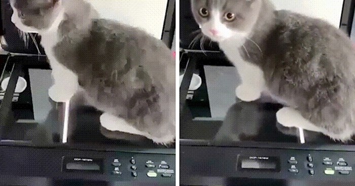 Netko je uključio kopirku dok je mačka sjedila na njoj, rezultat izgleda preslatko
