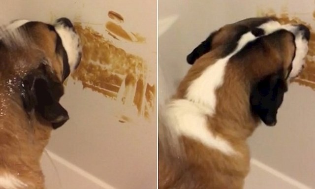Vaš pas se ne voli kupati? Namažite npr. malo maslaca od kikirikija (može i nešto drugo) na pločice iznad kade kako biste ga time zabavili dok ga kupate.
