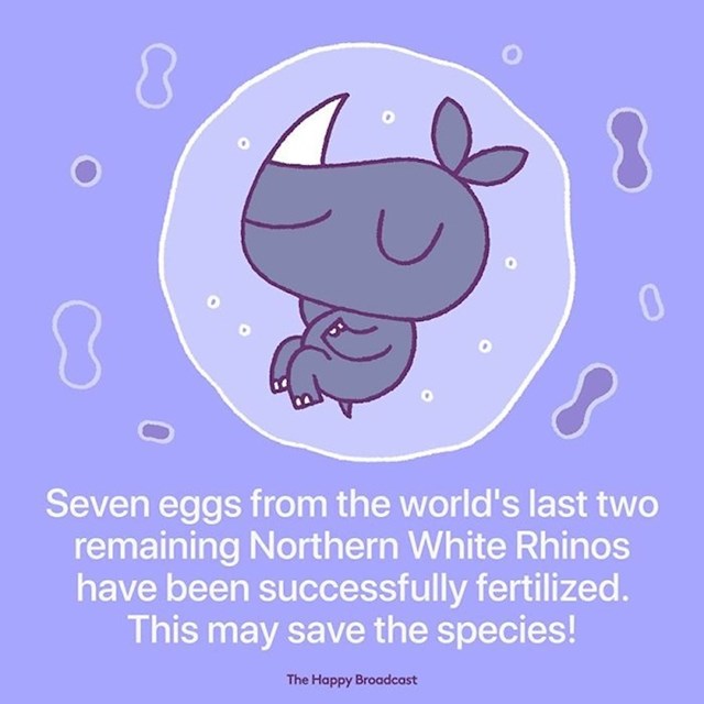 Sedam jajašca zadnja dva primjerka sjevernog bijelog nosoroga uspješno je oplođeno. Ovo možda znači opstanak vrste!