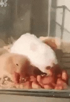 Supermoć malih ljubimaca: Hranio je svoje hrčke pa snimio nešto zanimljivo