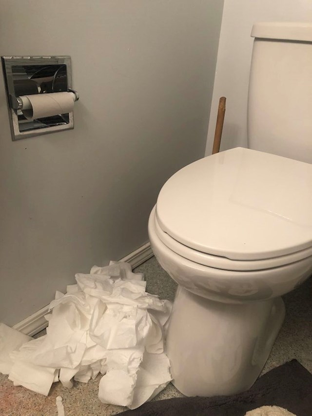 WC papir im je bio pri kraju, a onda je došla njihova mačka i napravila ovo...