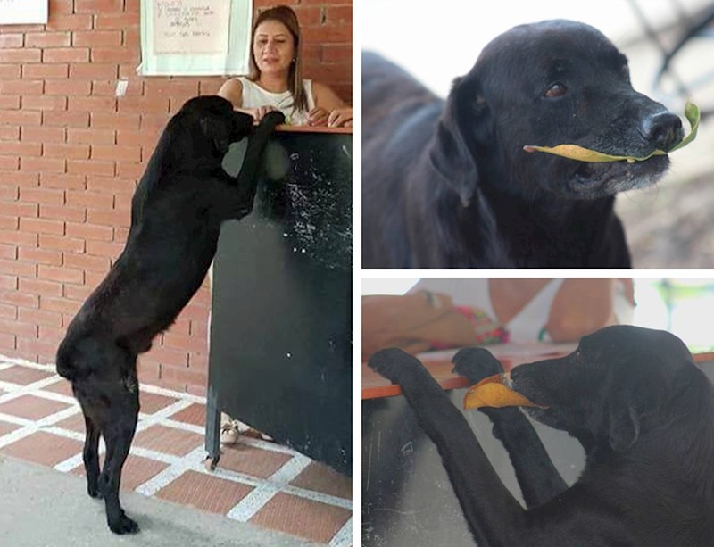 U ovom kafići psi mogu kupiti keksiće listovima.