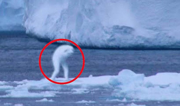 VIDEO 5 misterioznih stvorenja snimljenih kamerom: Ni stručnjaci nisu mogli objasniti o čemu je zapravo riječ