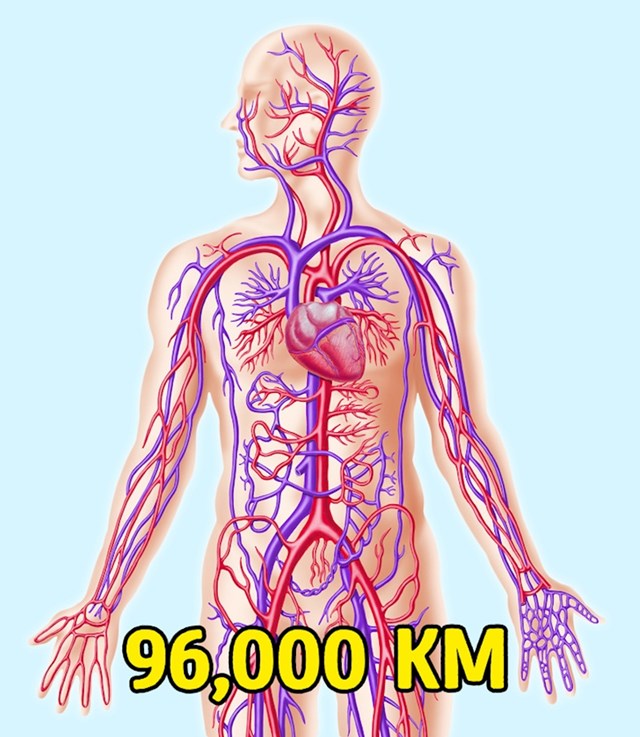 Dužina naših krvnih žila je impresivna. Kad bismo ih sve spojili u jednu žilu, bila bi dugačka blizu 100 tisuća kilometara.