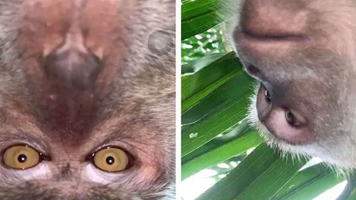 VIDEO Student je na svom ukradenom mobitelu našao seriju selfija koje je slikao - majmun!