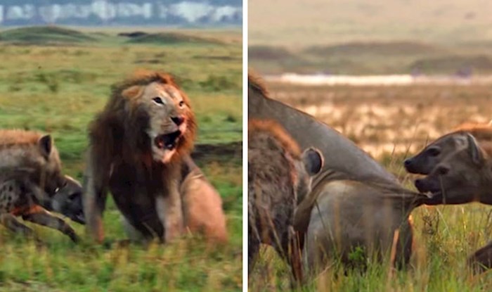 VIDEO Lav je gubio svoju borbu protiv čopora hijena, no onda ga je čuo prijatelj i spasio mu život