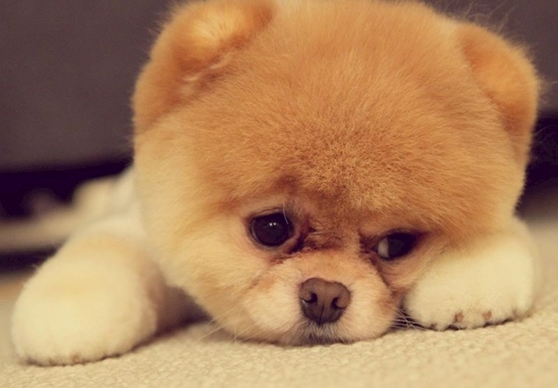 Kad ti vlasnik ne pridaje pažnju već 2 pune minute.