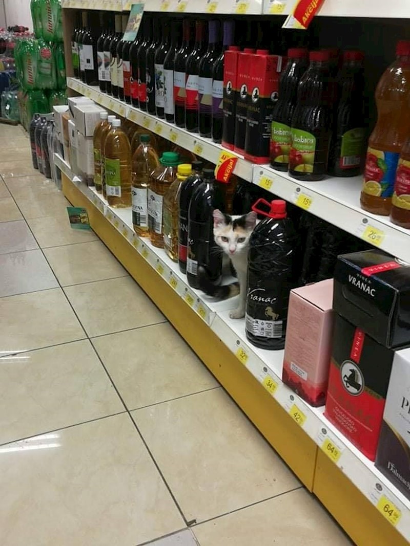 Pogledajte što je uslikao: