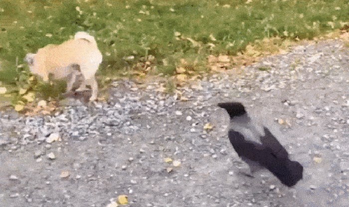 Vrana željna svađanja približavala se psu, vlasnik je pukao od smijeha kad je vidio što se dogodilo