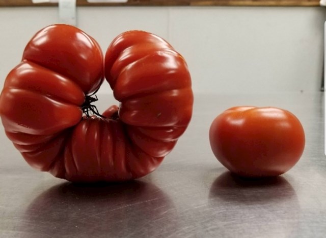 Ova čudna rajčica izgleda kao da pokazuje mišićave ruke.