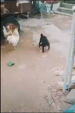 Pas je u dvorištu naišao na borbu pijetlova, odmah je znao što mora učiniti