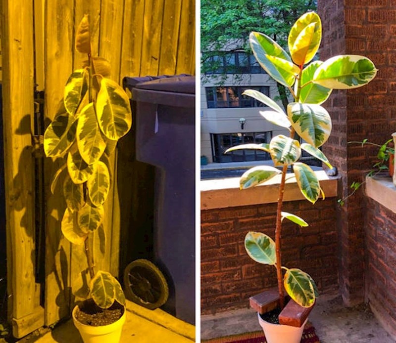 Biljka se oporavila 5 dana nakon što ju je netko htio baciti...